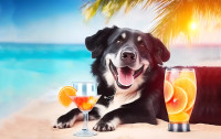 CharityChoice Beach Dog 1 Card
