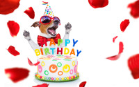 CharityChoice Birthday Dog 3 Card