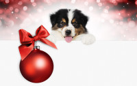 Send a charity donation card for a dog lover's Christmas present.