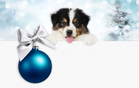 CharityChoice Christmas Dog 2 Card