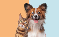 Ecard for animal lovers, dogs and cats.
