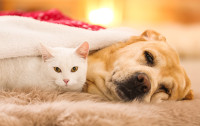 CharityChoice Dog and Cat 2 Card