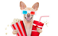 Send a funny charitable gift card for pur humorous dog lover friend.