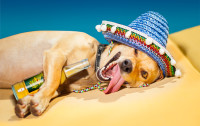 CharityChoice Humor Dog 4 Card