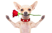 CharityChoice Love Dog 1 Card
