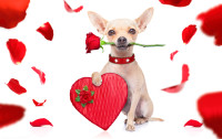 An ecard charity gift for the dog who is man's best friend.