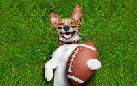 An ecard image, graphic for lovers of dogs and sports fans.