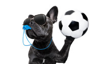 CharityChoice Sports Dog 2 Card