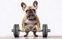 CharityChoice Sports Dog 4 Card