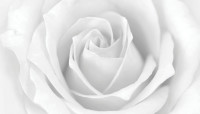 CharityChoice White Rose Card