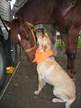 Point Evergreen Animal Rescue and Equine Sanctuary