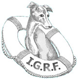 Italian Greyhound Club of America Rescue