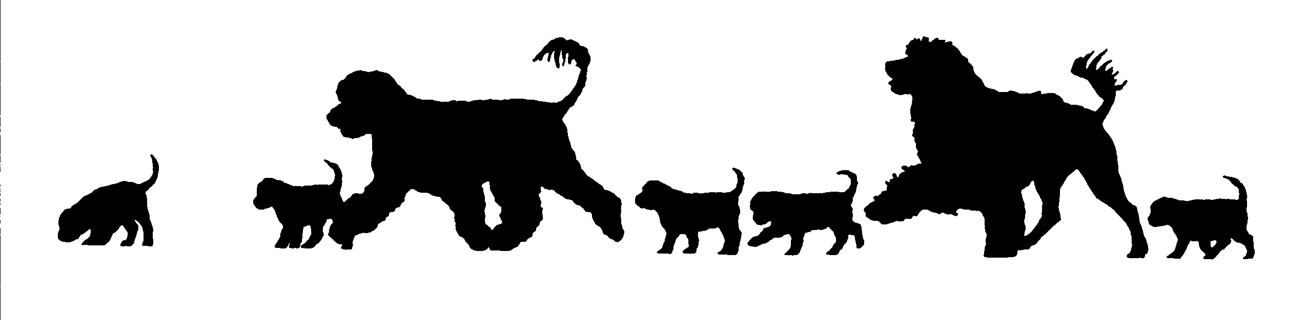 Portuguese Water Dog Foundation, Inc.
