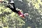 Bungy Jumping