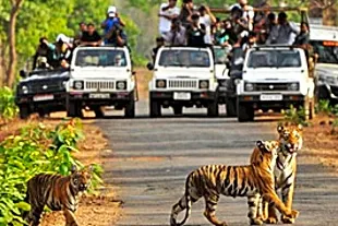 Jeep Safari