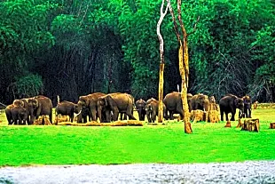 Muthanga Wildlife Sanctuary