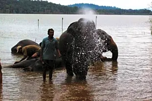 Sakrebyle Elephant Camp