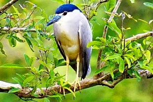 Gudavi Bird Sanctuary, Karnataka