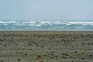 Talsari Beach