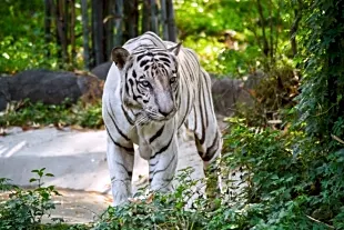 White Tiger Safari