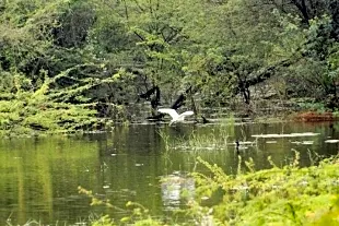 Vellode Bird Sanctuary