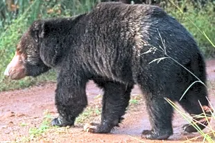 Tadoba National Park