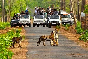 Painganga Wildlife Sanctuary