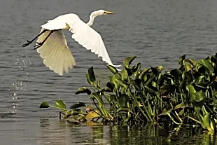 Kolleru Bird Sanctuary