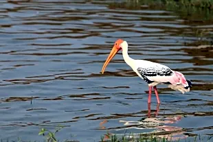 Kolleru Lake