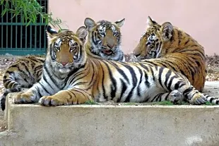 Kanan Pendari Zoo Park