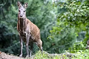 Askot Musk Deer Sanctuary