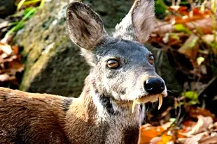 Kanchula Korak Musk Deer Sanctuary