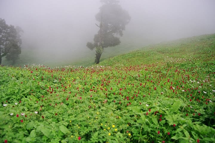 akola (MAHARASHTRA)