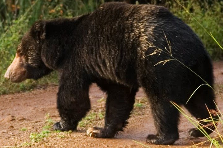 Tadoba National Park