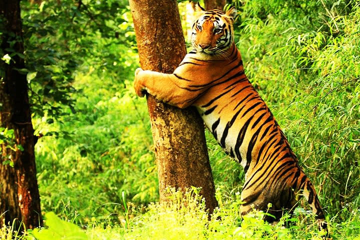 Kanha National Park