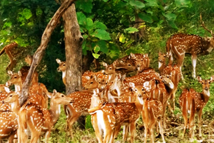 Panna National Park