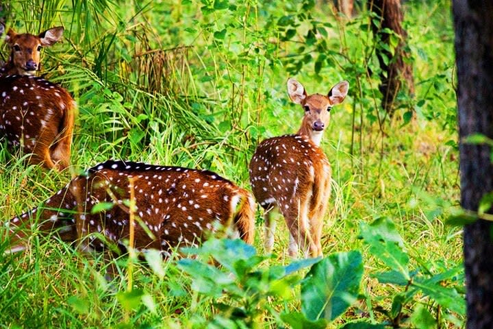 Pench National Park