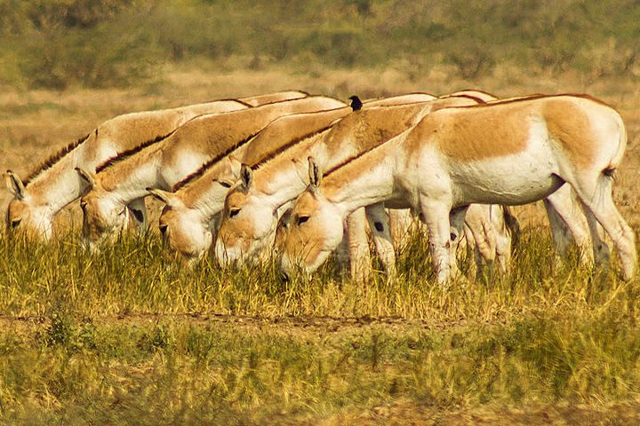 Indian Wild Ass Sanctuary