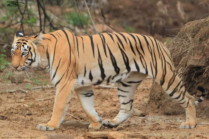 Sariska National Park