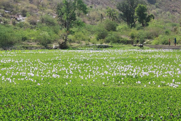 Neem Ka Thana