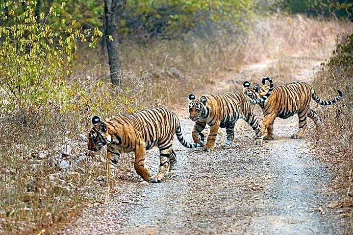 Bhindawas Wildlife Sanctuary