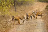 Bhindawas Wildlife Sanctuary