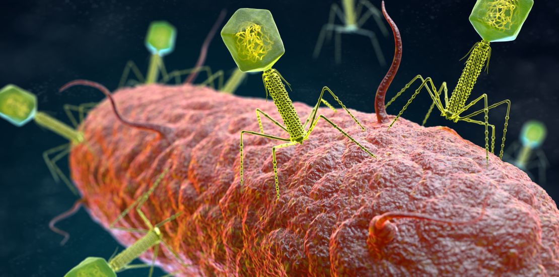 Bacteriophage standing on the outer membrane of a long bacteria cell.