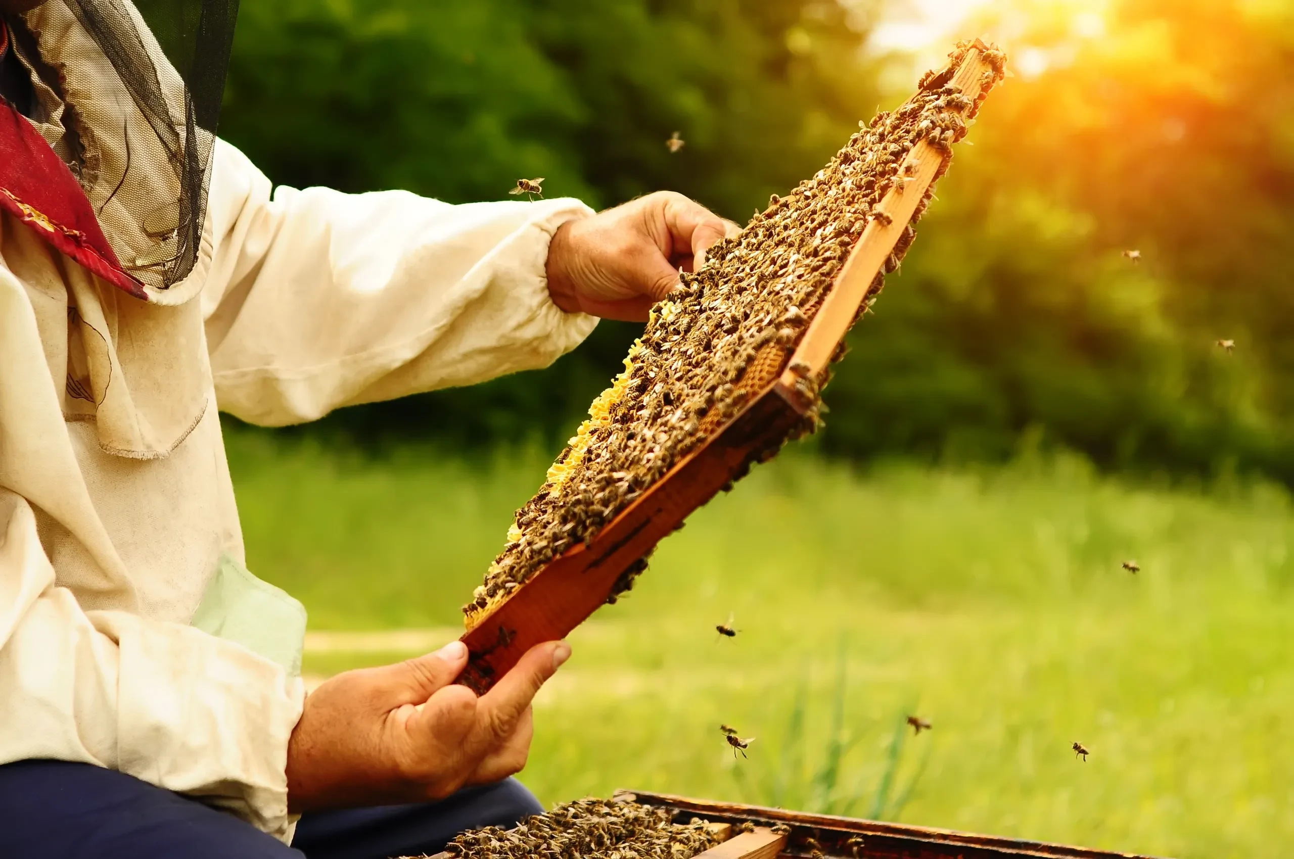 Honey Processing Workshop