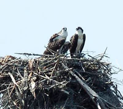  Breakfast with the Birds led by Jill Peleuses Wild Bird & Garden