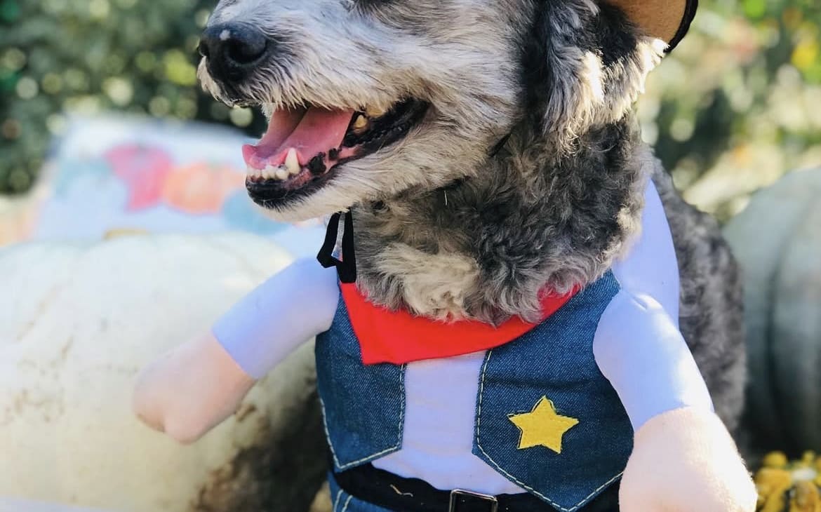 Howl-o-ween Dog Costume Contest – photo 1