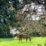 Seabreeze Horse Connection