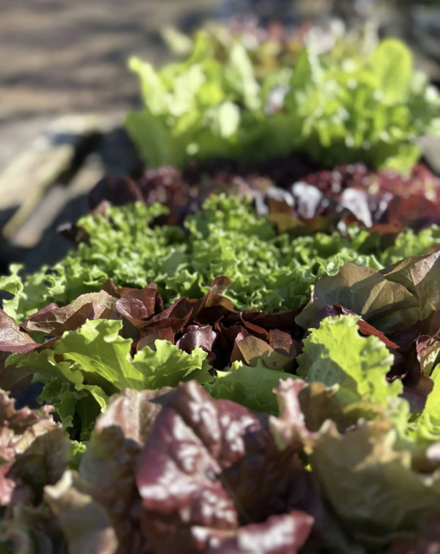 Salad Bowl Potting Workshop – photo 2