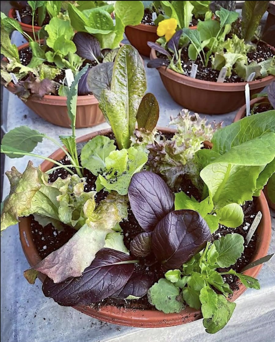 Salad Bowl Potting Workshop – photo 1