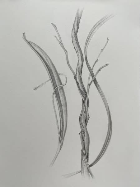 Drawing Inspired by Nature: Fall Blooms and Branches – photo 1